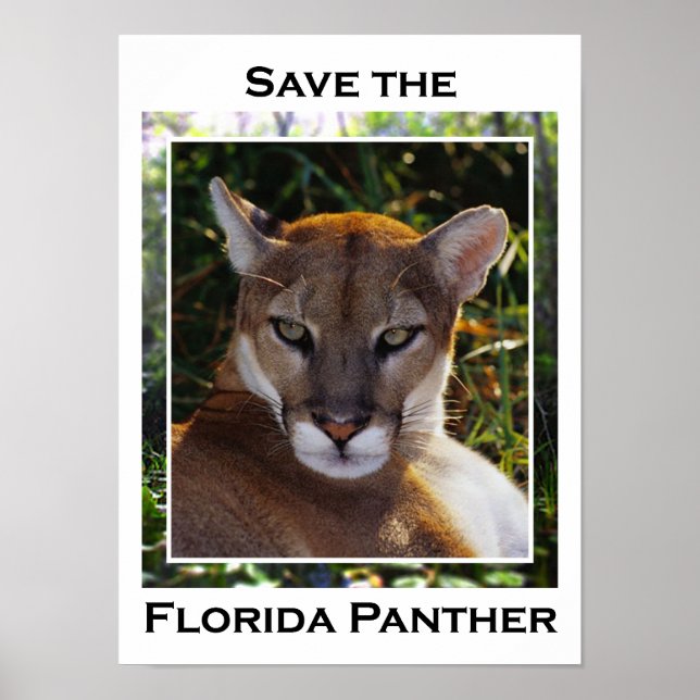 Affiches Panthère de Floride (Devant)
