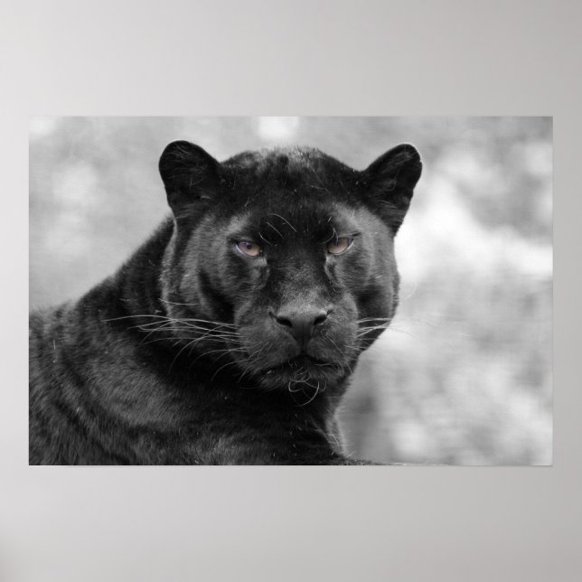 Affiches panthère noir (Devant)