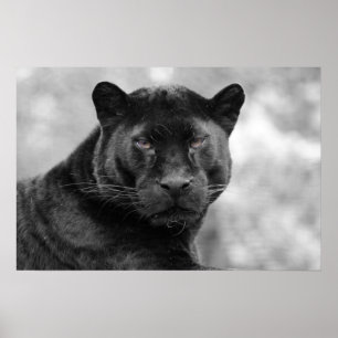 Affiches panthère noire