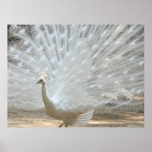 Posters Affiches Toiles Paon Blanc Zazzle Fr