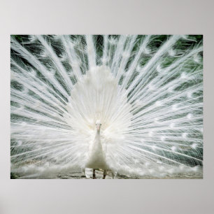 AFFICHES PAON BLANC