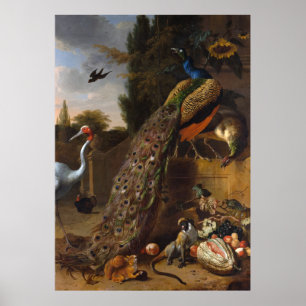 Affiches Paons - d Hondecoeter de Melchior