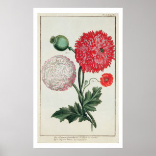 Affiches Papaver somniferum and Papaver rheas engraved by G