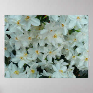 Affiches Papier blanc Narcissus Imprimer