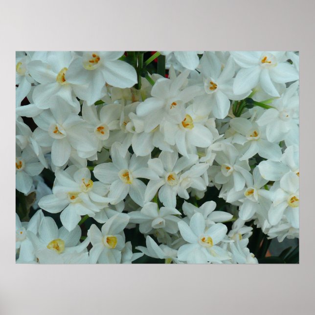 Affiches Papier blanc Narcissus Imprimer (Devant)