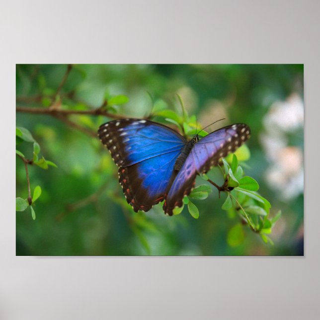 Affiches Papier bleu Morpho Papillon toile Imprimer (Devant)