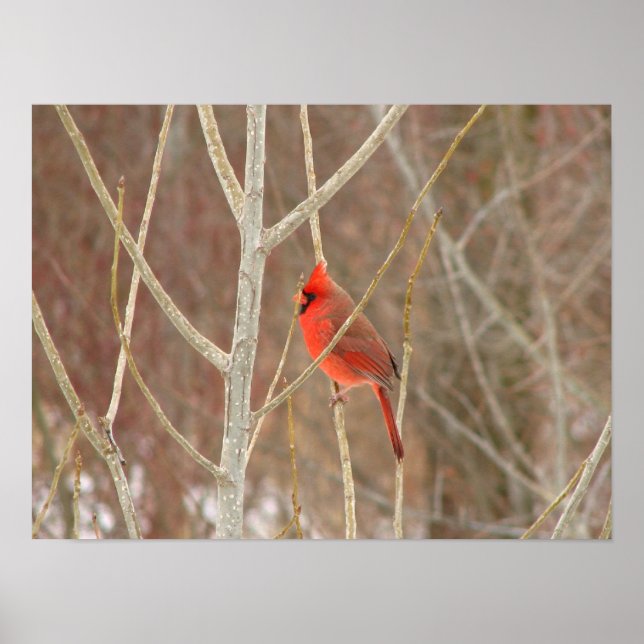 Affiches Papier cardinal masculin (Devant)