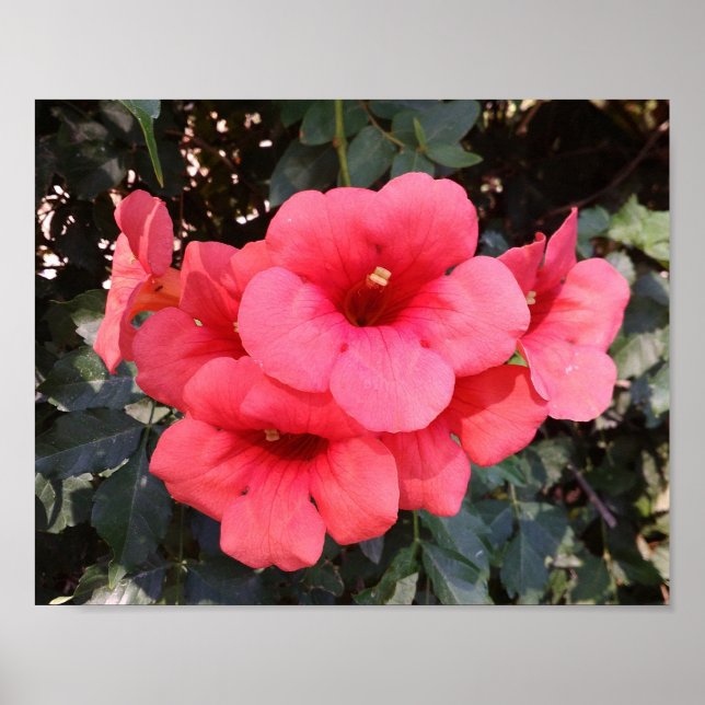 Affiches Papier de l'affiche de valeur des fleurs roses (Devant)