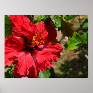 Affiches Papier en toile Hibiscus rouge