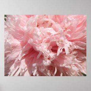 Affiches Papier Pretty Pale Rose