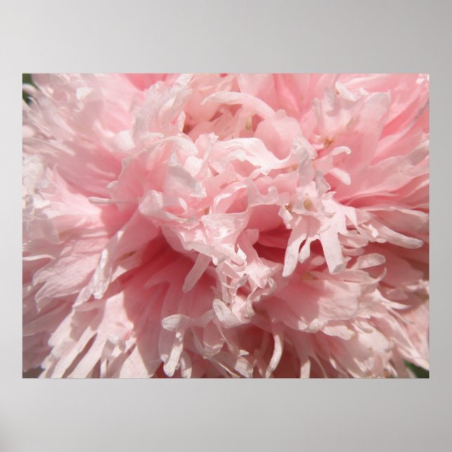 Affiches Papier Pretty Pale Rose (Devant)