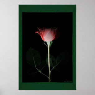 Affiches Papier rose rouge