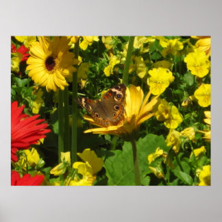 Affiches Papillon