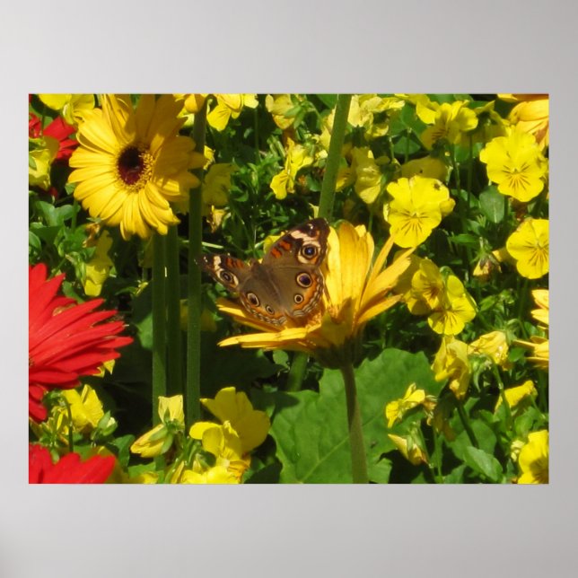 Affiches Papillon (Devant)