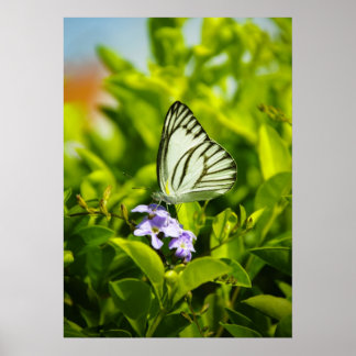 Affiches Papillon