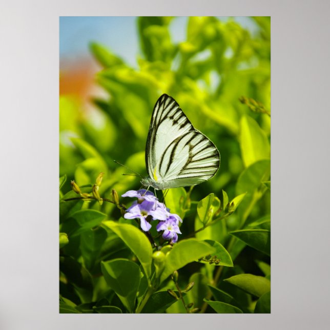 Affiches Papillon (Devant)