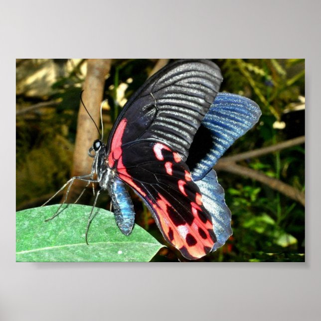 Affiches Papillon 1 (Devant)