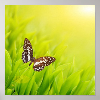 Affiches Papillon assis sur une herbe verte fraîche
