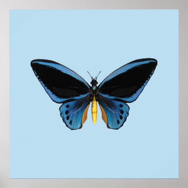 Affiches Papillon Birdwing (Devant)