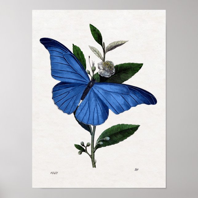 Affiches Papillon bleu (Devant)