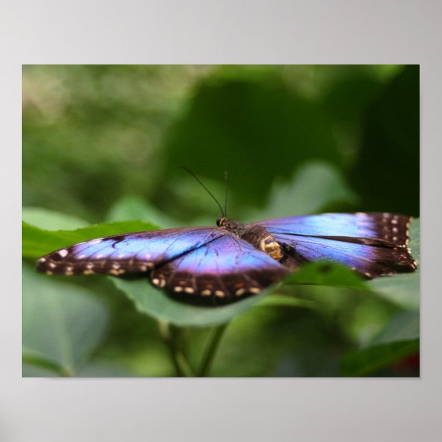 Affiches Papillon bleu gros (Devant)