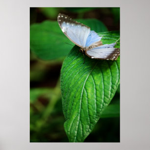 Affiches Papillon bleu Morpho 112 Print