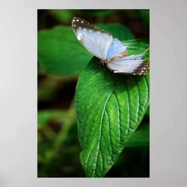 Affiches Papillon bleu Morpho 112 Print (Devant)