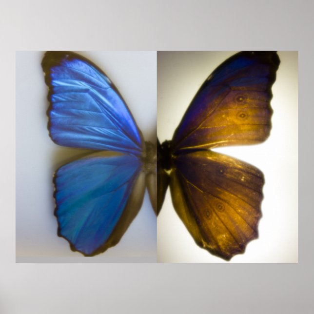 Affiches Papillon bleu Morpho des deux côtés (Devant)