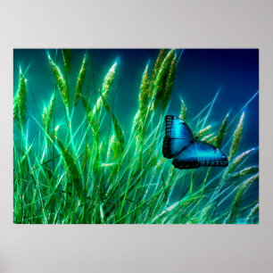 Affiches Papillon bleu Morpho sur herbe verte