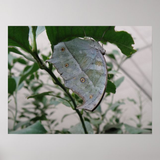 Affiches Papillon Camouflage (Devant)