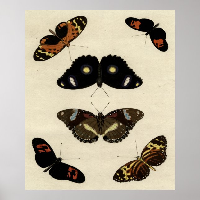 Affiches Papillon coloré Medley sur Arrière - plan de crème (Devant)