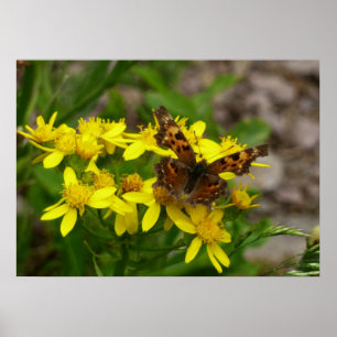 Affiches Papillon Comma dans le parc national des Glaciers