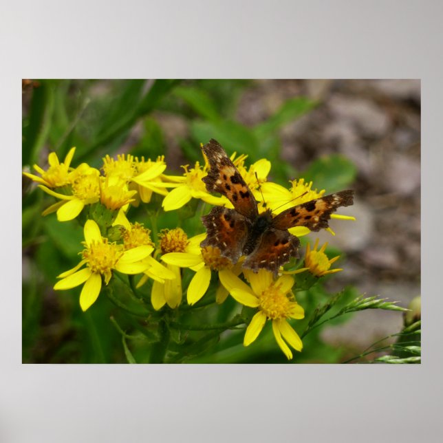 Affiches Papillon Comma dans le parc national des Glaciers (Devant)