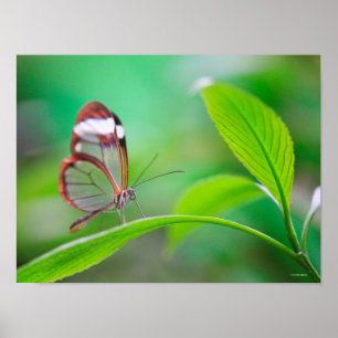 Affiches Papillon d'aile de verre se relaxant sur vert frai