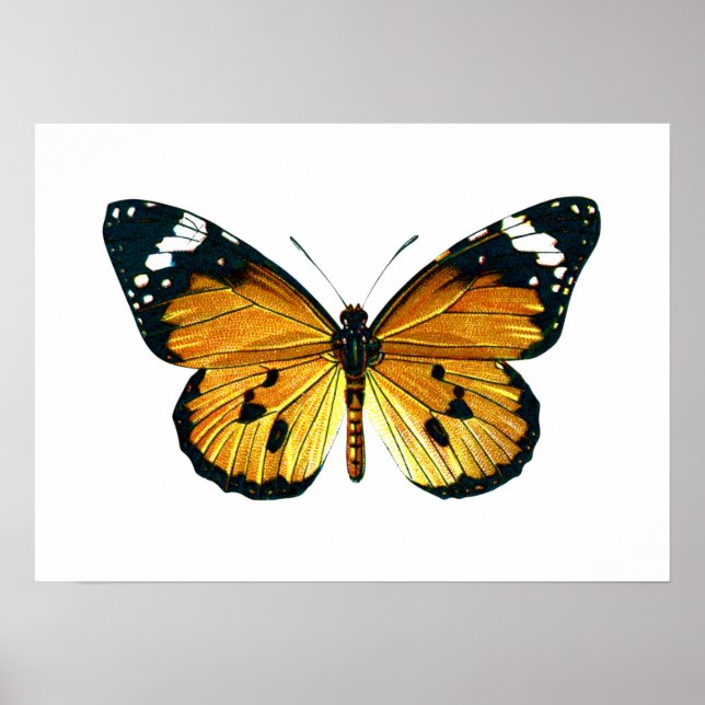 Affiches Papillon de Danaus (Devant)