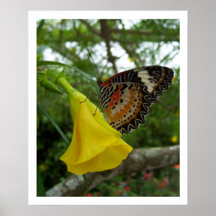 Affiches Papillon de lactation