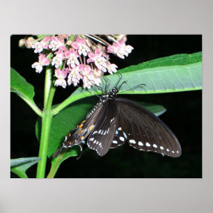 Affiches Papillon de nuit noir Swallowtail à Shenandoah