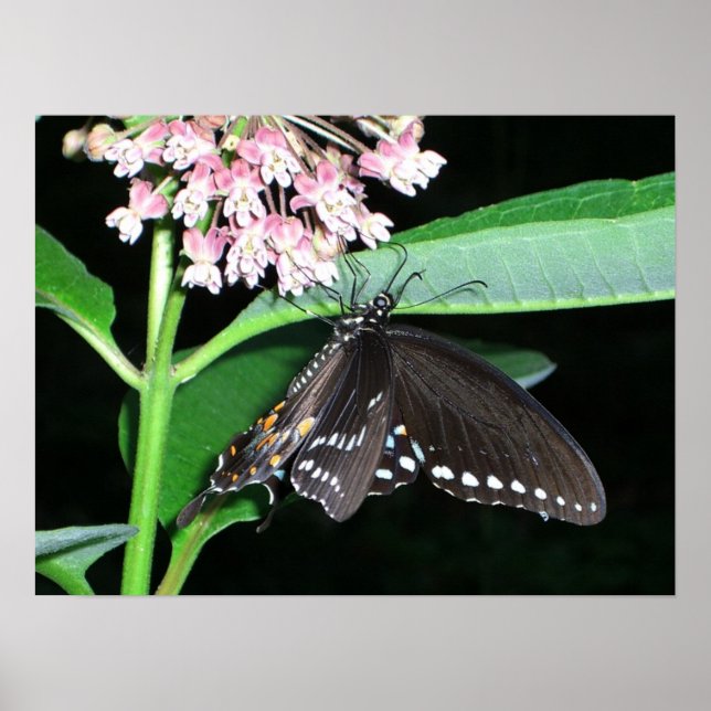 Affiches Papillon de nuit noir Swallowtail à Shenandoah (Devant)