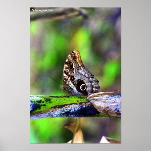 Affiches Papillon des yeux des oiseaux (Devant)