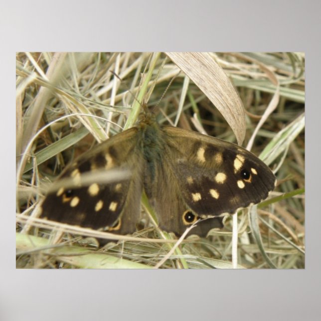 Affiches Papillon en bois tacheté (Devant)