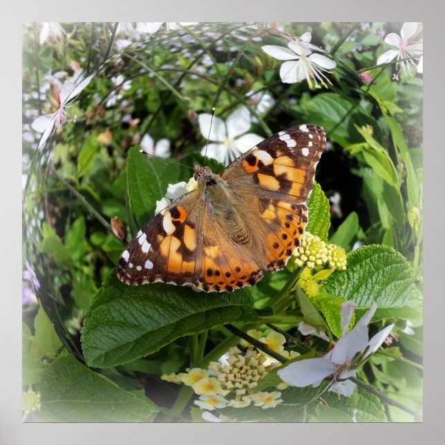 Affiches papillon en cercle (Devant)