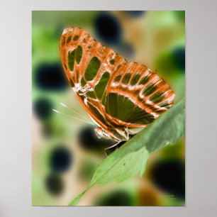 Affiches Papillon illuminé Nature Imprimer