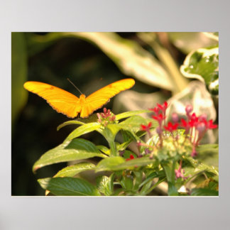 Affiches Papillon jaune