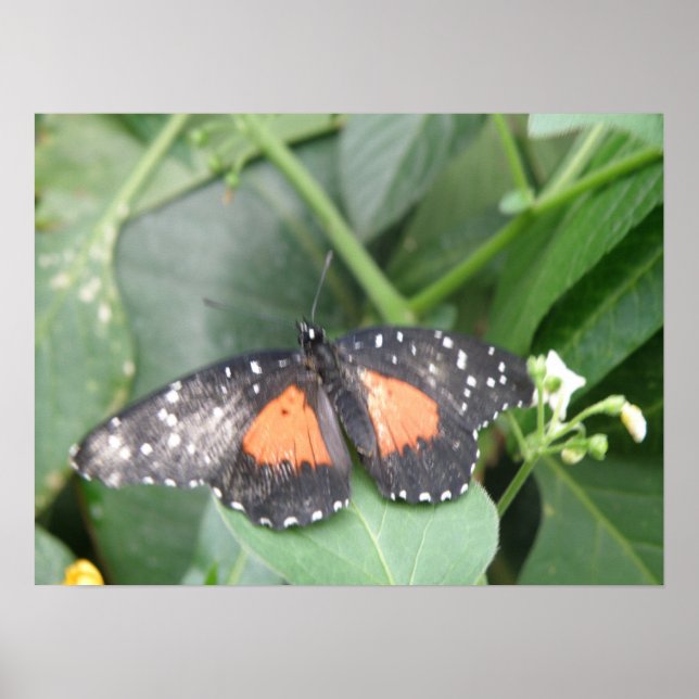 Affiches Papillon long tigre (Devant)