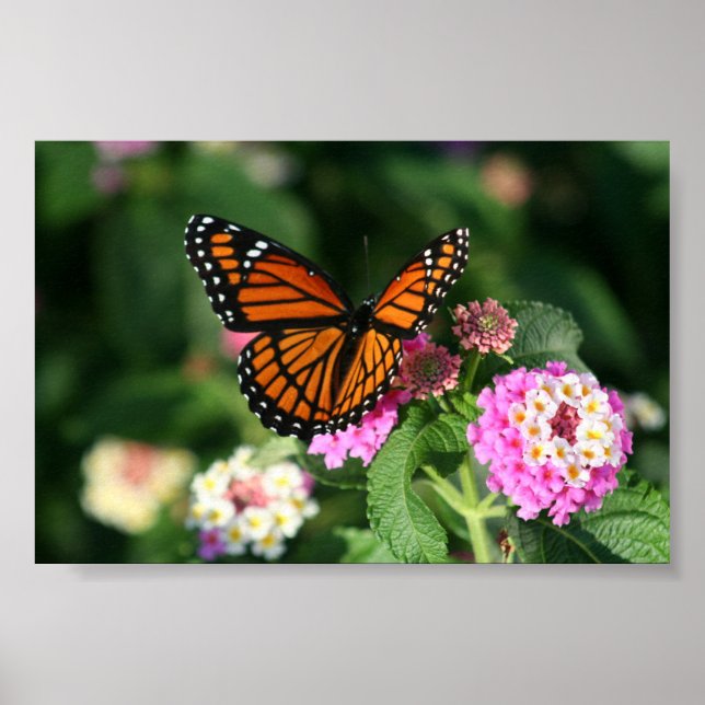 Affiches Papillon Monarque sur Fleur Lantana (Devant)