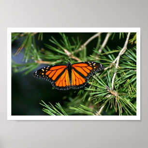 Affiches Papillon monarque sur pin