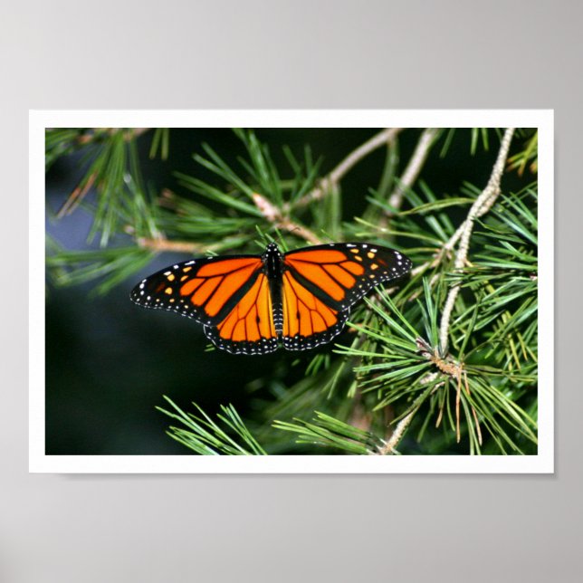 Affiches Papillon monarque sur pin (Devant)
