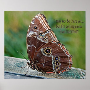 Affiches Papillon morpho commun