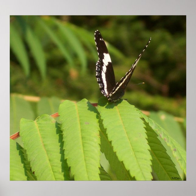 Affiches Papillon noir blanc papillon (Devant)