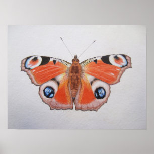 Affiches Papillon Peacock 2012